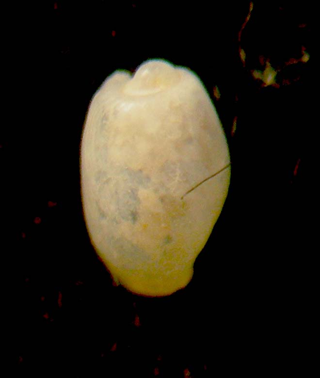 Diaphana lactea